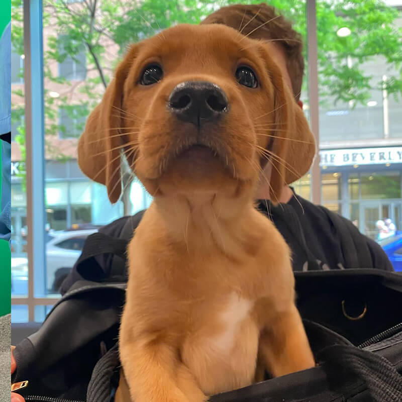 Photo of a curious puppy trying to smell the camera