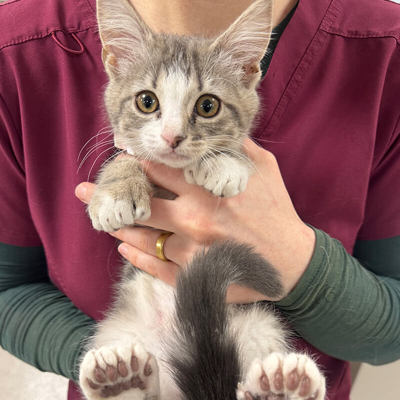 photo of a staff member holding an adorable kitten