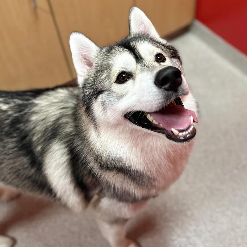 happy dog looking up smiling for the camera