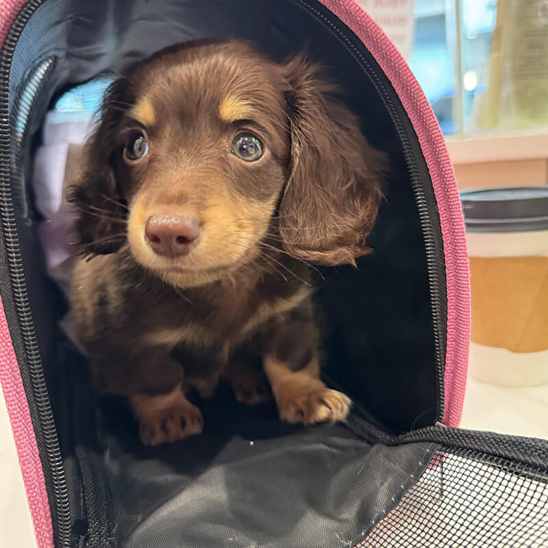 photo of a puppy in the office for an exam