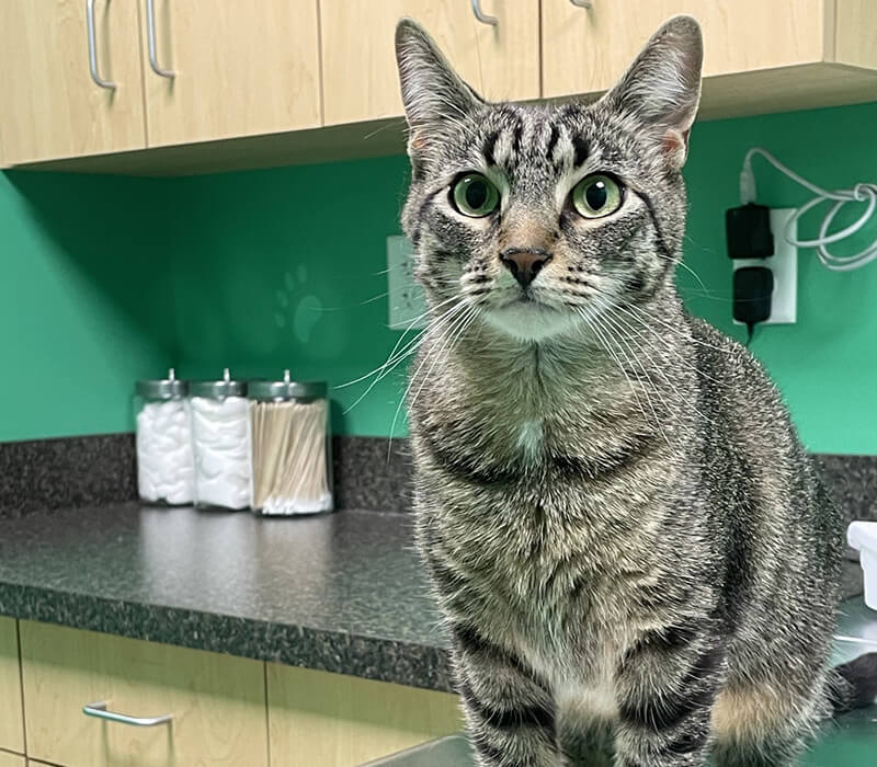 photo of a senior cat in for preventative care services