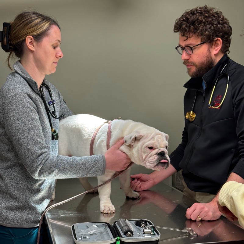 Bulldog Eye Exam NS