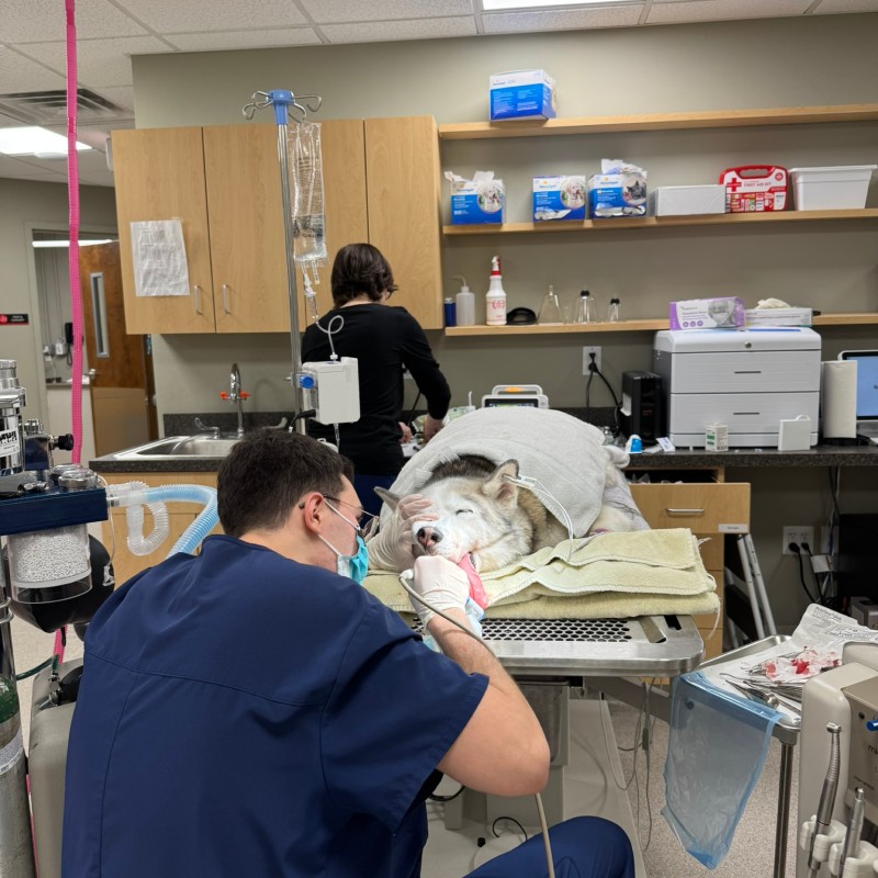 Dental procedure of dog