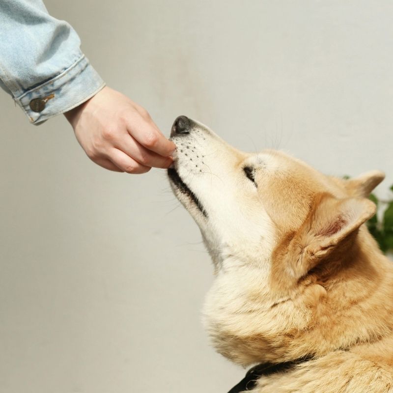 Dog receiving treat from hand.