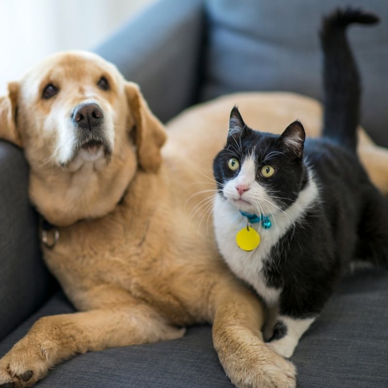 a dog and a cat sitting together