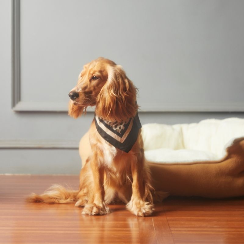 a golden dog sitting over floor