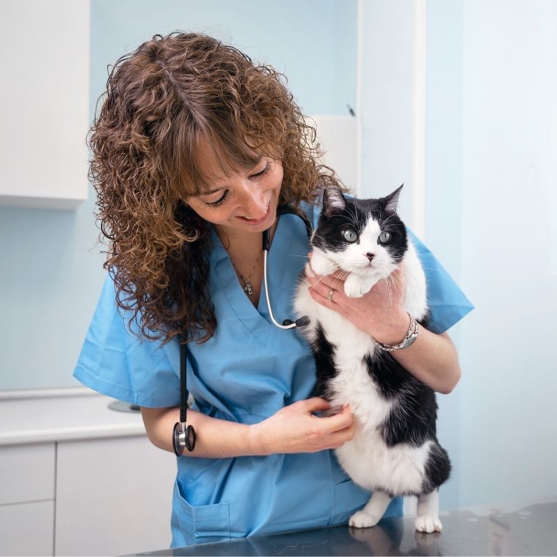 doctor holding a cat for treatment