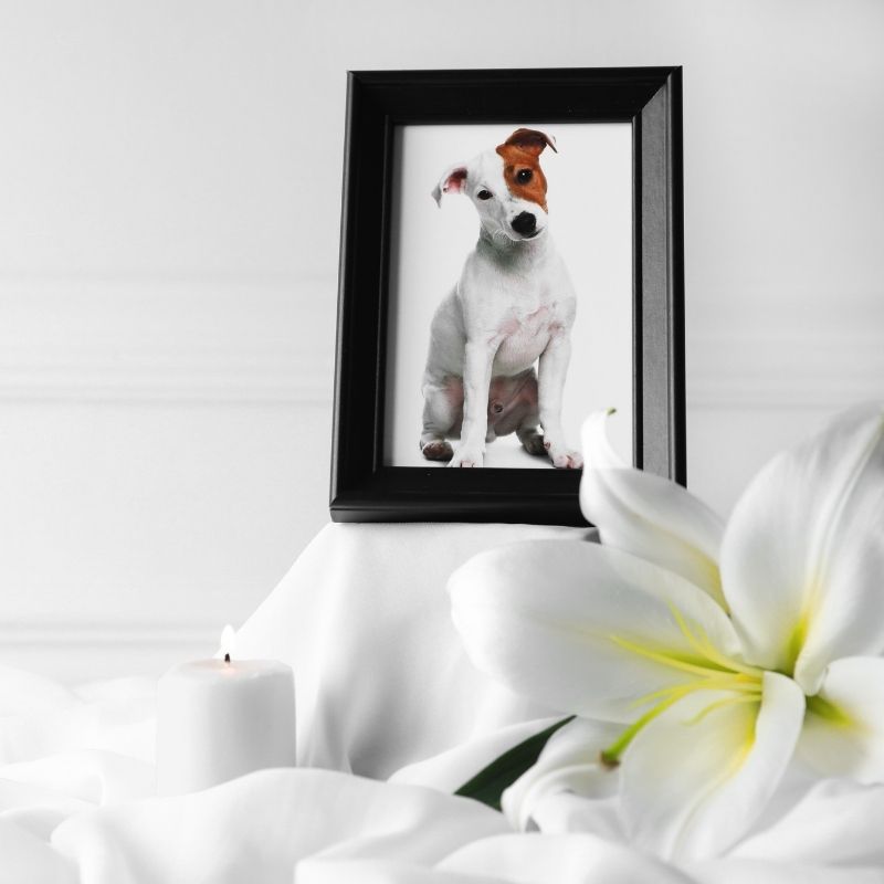 dog picture on frame with flowers