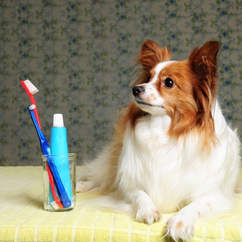 dog sitting with a toothbrush and toothpaste aside