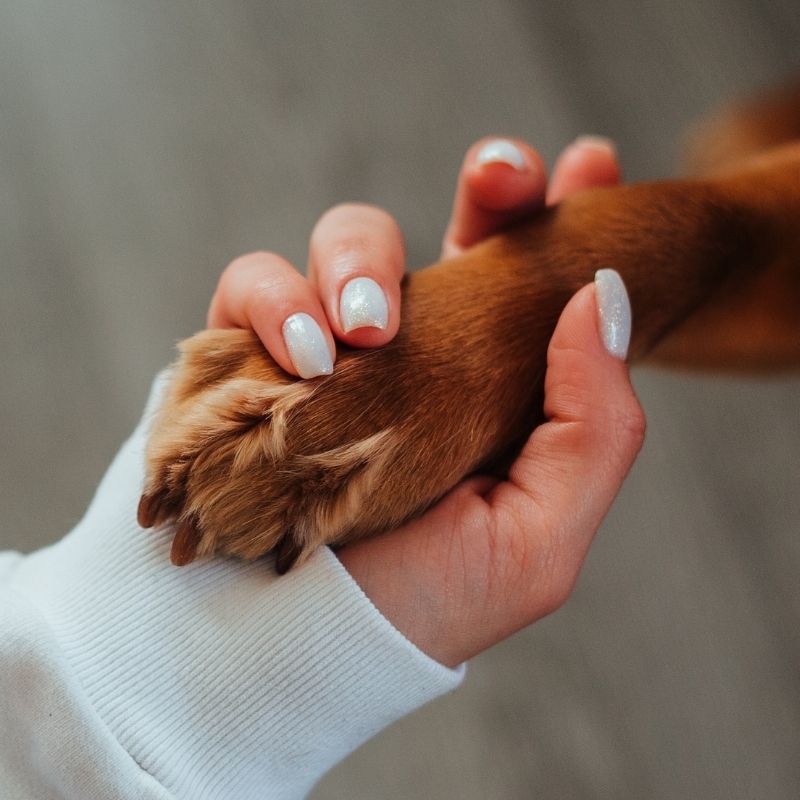 girl holding dog's hand