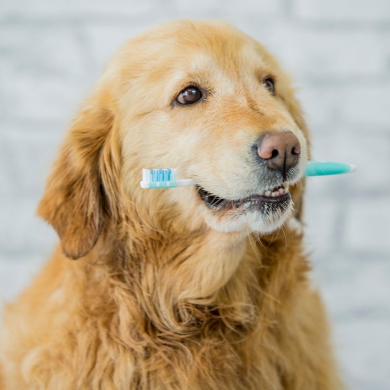 golden dog with a toothbrush in mouth
