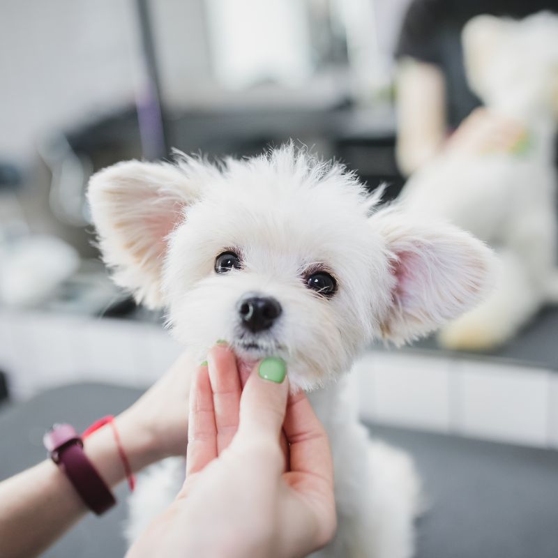 someone holding white dog