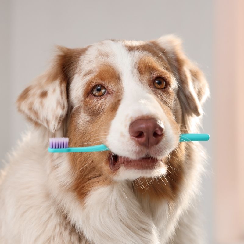 white & brown dog with toothbrush in mouth