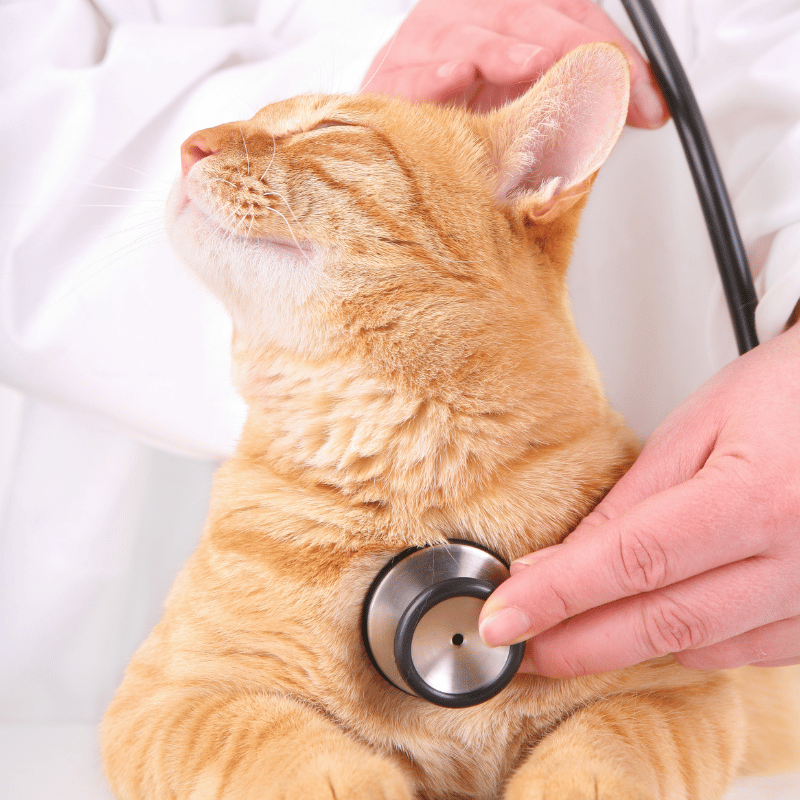 vet examining an orange cat