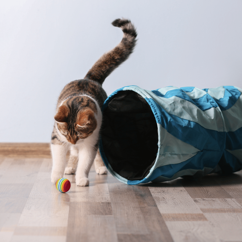 a doctor checking a cat