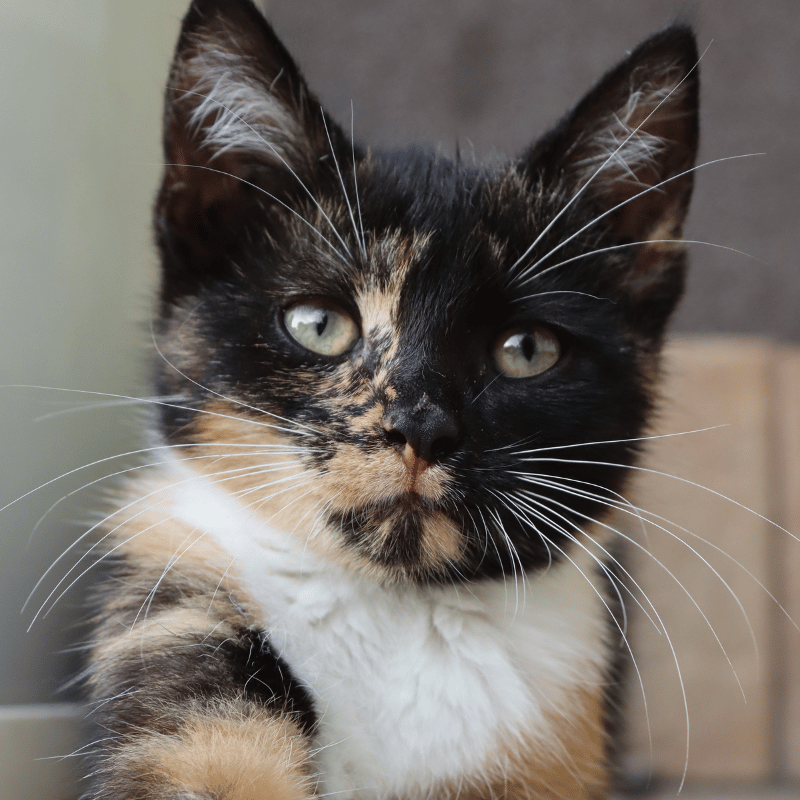 closeup of a calico kitten