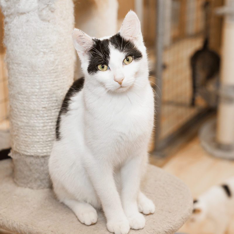 girl hugging a golden dog