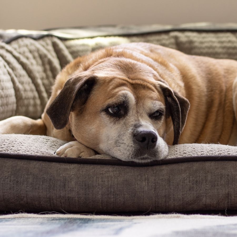 French bulldog in dog house