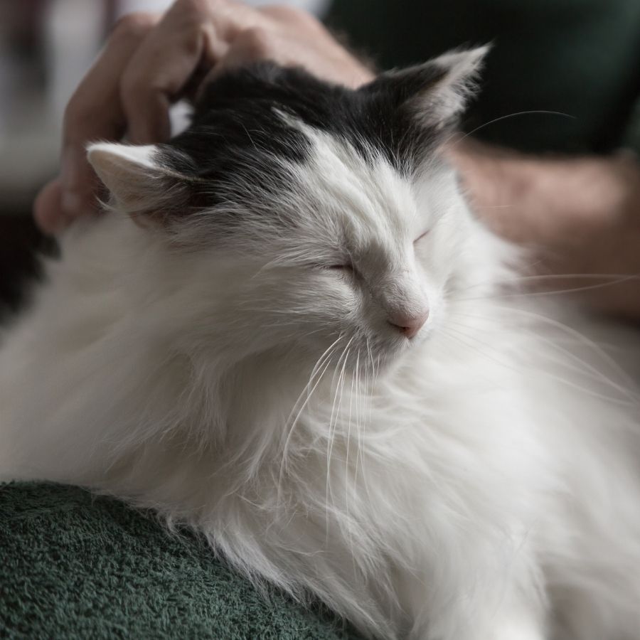 cat looking sky behind